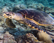 Hawkbill turtle, Makunudhoo, North Malé, Maldives. Image.