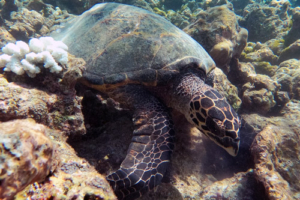 Sea Dims, hawksbill, adopted for Lisa by Dick Keen Yong Lee. Hawkbill turtle, Makunudhoo, North Malé, Maldives. Image.