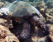 Hawkbill turtle, Makunudhoo, North Malé, Maldives. Image.