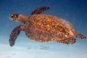 Mint, hawksbill, adopted for MINT Artist Management by Lilly-Marie. Hawksbill turtle, Maaveshi Inside, Laamu Atoll, Maldives. Image.