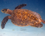 Hawksbill turtle, Maaveshi Inside, Laamu Atoll, Maldives. Image.