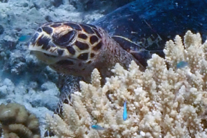 Charlie, hawksbill, adopted for Charlie by Barbara Vassalli. Hawksbill turtle, Maaveshi Inside, Laamu Atoll, Maldives. Image.