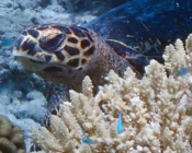 Hawksbill turtle, Maaveshi Inside, Laamu Atoll, Maldives. Image.