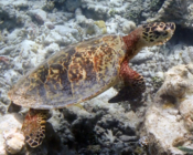 Hawksbill turtle, Maaveshi Inside, Laamu, Atoll, Maldives. Image.