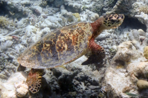 Kiwini Bomani, hawksbill, adopted for Stefan. Hawksbill turtle, Maaveshi Inside, Laamu, Atoll, Maldives. Image.