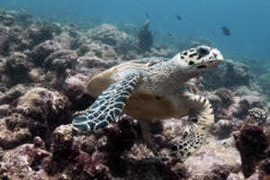 Schnarley Turtle, hawksbill, adopted for Charlotte by David Payne. Hawksbill turtle, Hithadhoo West, Laamu Atoll, Maldives. Image.