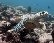 Hawksbill turtle, Hithadhoo West, Laamu Atoll, Maldives. Image.