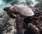 Hawkbill turtle, Makunudhoo, North Malé, Maldives. Image.