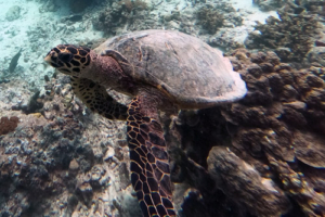 Perugu, hawksbill, adopted Hawkbill turtle, Makunudhoo, North Malé, Maldives. Image.