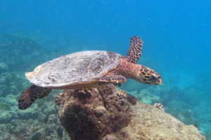 Percy, hawksbill, adopted for The Vet Portsmouth by Phil. Hawkbill turtle, Makunudhoo, North Malé, Maldives. Image.