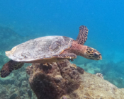 Hawkbill turtle, Makunudhoo, North Malé, Maldives. Image.