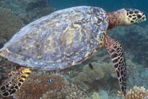Jake, hawksbill, adopted by Robert Johnston. Hawksbill turtle, Kunahandhoo Inside, Laamu, Atoll, Maldives. Image.