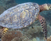 Hawksbill turtle, Kunahandhoo Inside, Laamu, Atoll, Maldives. Image.