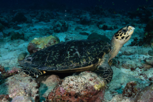 Michelangelo, hawksbill, adopted by Christina. Hawksbill turtle, Hithadhoo Corner, Laamu Atoll, Maldives. Image.