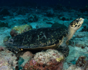 Hawksbill turtle, Hithadhoo Corner, Laamu Atoll, Maldives. Image.