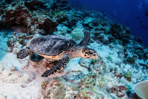 Felicia, hawksbill, adopted for Cari & Jessica by Shayne Hawksbill turtle, Fushi Kandu, Laamu Atoll, Maldives. Image.