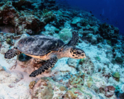 Hawksbill turtle, Fushi Kandu, Laamu Atoll, Maldives. Image.