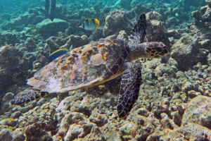 Milo, hawksbill, adopted by Eric Yazel for Delaney Hawksbill turtle, Makunudhoo Reef, North Malé Atoll, Maldives . Image.