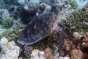 Holly, hawksbill, adopted by Lindsay & Stuart White Hawksbill turtle, resting on a reef, Digidi, North Malé Atoll, Maldives . Image.