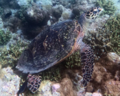Hawksbill turtle, resting on a reef, Digidi, North Malé Atoll, Maldives . Image.
