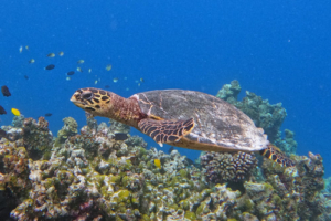 Paul Kalis, hawksbill, adopted for Felix by Eva Kalis Hawksbill turtle, Makunudhoo Reef, North Malé Atoll, Maldives . Image.