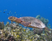 Hawksbill turtle, Makunudhoo Reef, North Malé Atoll, Maldives . Image.