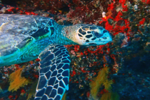Paula, hawksbill, adopted for Joung-ahby Sophia Regina. Hawksbill turlte, Felivaru outreef, Lhaviyani, Maldives. Image.