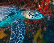 Hawksbill turlte, Felivaru outreef, Lhaviyani, Maldives. Image.