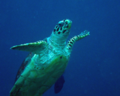 Hawksbill turlte swimming in the blue, Maa Giri, Lhaviyani, Maldives. Image.