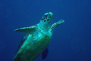 Shelby, hawksbill, adopted by James Shand Hawksbill turlte swimming in the blue, Maa Giri, Lhaviyani, Maldives. Image.