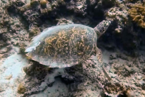 Lucy, hawksbill, adopted for Katharina by Thomas Hawksbill turtle, Olhuvelifushi, Lhaviyani, Maldives. Image.