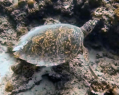 Hawksbill turtle, Olhuvelifushi, Lhaviyani, Maldives. Image.