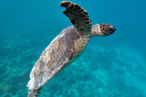 Martini, hawksbill, adopted by Zsolt Czafik Hawksbill turtle, Bodu Hithi, Housereef, North Malé, Maldives. Image.