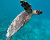 Hawksbill turtle, Bodu Hithi, Housereef, North Malé, Maldives. Image.