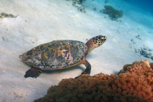 Peek-A-Boo, hawksbill, adopted by Halsea Hawksbill, Many Reef, Laamu Atoll, Maldives. Image.