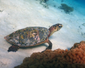 Hawksbill, Many Reef, Laamu Atoll, Maldives. Image.