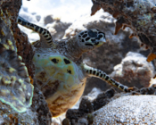 Hawksbill turtle "standing" on the reef, Tingadu Faru, Laamu Atoll, Maldives. Image.