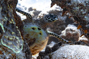 Taco, hawksbill, adopted for Tiana by Samuel Compton Hawksbill turtle "standing" on the reef, Tingadu Faru, Laamu Atoll, Maldives. Image.