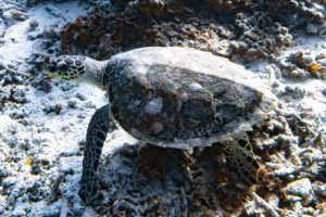 Vandit, hawksbill, adopted for Tanja by Friedrich Hawksbill turtle, Laama Faru Haa, Laamu Atoll, Maldives. Image.