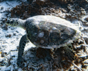 Hawksbill turtle, Laama Faru Haa, Laamu Atoll, Maldives. Image.
