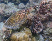 Hawksbill turtle, Kuredu Lagoon, Lhaviyani, Maldives. Image.