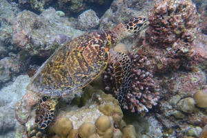 Urashima Turtle, hawksbill, adopted by Taryn Hawksbill turtle, Kuredu Lagoon, Lhaviyani, Maldives. Image.