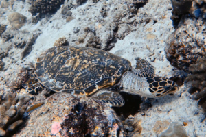 Michelangelo, hawksbill, adopted by Michael & Angela König Hawksbill turtle, Dherufinolhu, Lhaviyani, Maldives. Image.