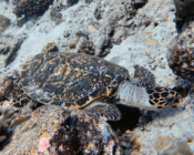 Hawksbill turtle, Dherufinolhu, Lhaviyani, Maldives. Image.