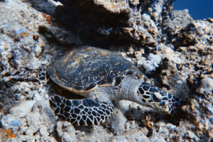 Shellis, hawksbill, adopted for Gunilla by Jessica Hawksbill turtle, Dherufinolhu, Lhaviyani, Maldives. Image.