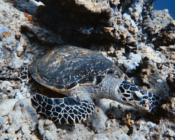 Hawksbill turtle, Dherufinolhu, Lhaviyani, Maldives. Image.