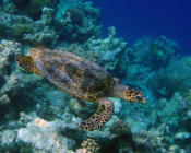 Hawksbill turtle, Komandoo Northside, Lhaviyani, Maldives. Image.