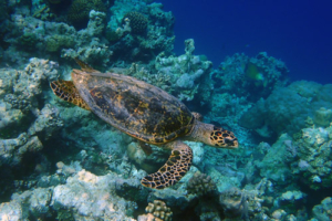 Tiptop, hakwsbill, adopted Hawksbill turtle, Komandoo Northside, Lhaviyani, Maldives. Image.