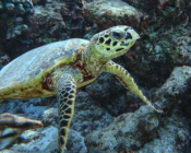 Hawksbill turtle, Diri Giri, Lhaviyani Atoll, Maldives.. Imge.