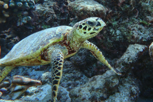 Morgan, hawksbill, adopted Hawksbill turtle, Diri Giri, Lhaviyani Atoll, Maldives.. Imge.